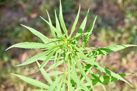 Top view of sunlit hemp plant growing in outdoor garden, symbolizing eco farming, plant-based industry potential, and sustainable agriculture innovationの写真素材