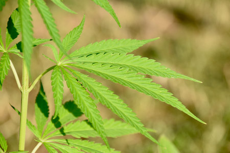 Top view of sunlit hemp plant growing in outdoor garden, symbolizing eco farming, plant-based industry potential, and sustainable agriculture innovationの写真素材