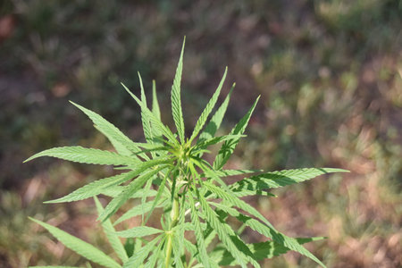 Top view of sunlit hemp plant growing in outdoor garden, symbolizing eco farming, plant-based industry potential, and sustainable agriculture innovationの写真素材