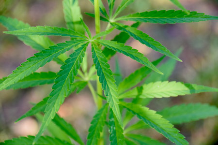 Top view of sunlit hemp plant growing in outdoor garden, symbolizing eco farming, plant-based industry potential, and sustainable agriculture innovationの写真素材