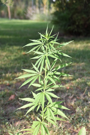 Top view of sunlit hemp plant growing in outdoor garden, symbolizing eco farming, plant-based industry potential, and sustainable agriculture innovationの写真素材