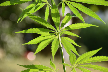 Top view of sunlit hemp plant growing in outdoor garden, symbolizing eco farming, plant-based industry potential, and sustainable agriculture innovationの写真素材