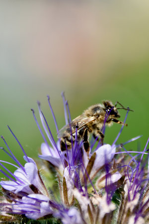 Honeybee collects nectar on blooming phacelia flower under summer sunlight, highlighting...