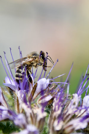 Honeybee collects nectar on blooming phacelia flower under summer sunlight, highlighting...