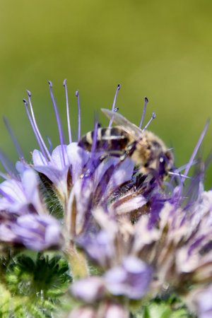 Honeybee collects nectar on blooming phacelia flower under summer sunlight, highlighting pollination, biodiversity, and sustainable gardening for eco-friendly agricultureの写真素材