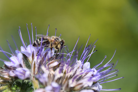 Honeybee collects nectar on blooming phacelia flower under summer sunlight, highlighting...