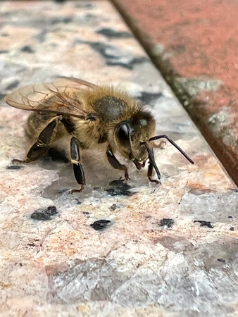 Honeybee pauses on polished stone surface near brick edge, reflecting urban nature interaction, pollinator resilience, and contrast between built and natural environmentsの写真素材