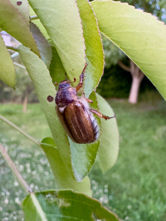Common cockchafer beetle clings to green leaf in spring garden, illustrating seasonal insect...