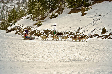 walking people on a dog sledge in the snow