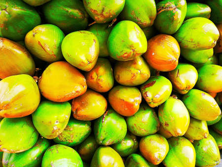 Coconuts in autumnの素材