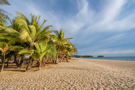 Lots of palm trees on a sandy beach with sunset light. Summer and travel conceptの写真素材