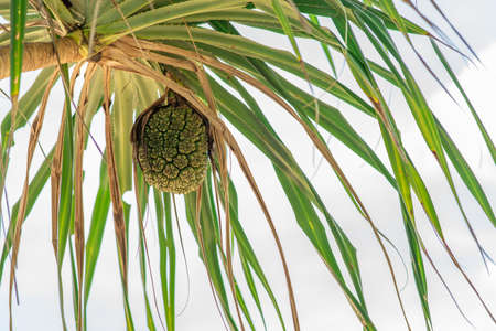 Closeup tropical tree pandanus odoratissimus fruit on sunset light in Thailand