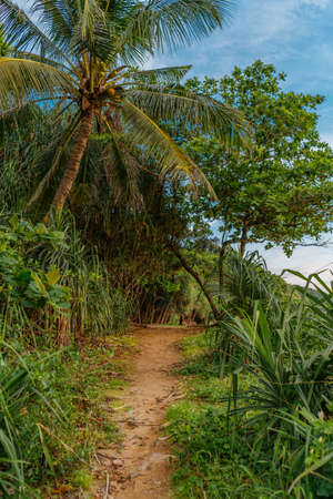 A natural path in the jungle rainforest. Road through bush and palm. Nature and tropical background. Vertical photoの写真素材