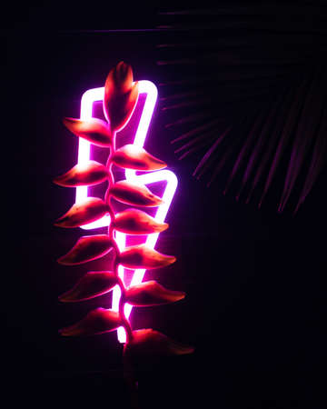 Colorful tropical flower heliconia on neon lightning, dark woody background is slightly visible palm branchの写真素材