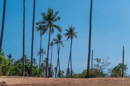 Tall coconut palm trees stand apart from each other. Summer vacation and nature travel adventure concept.の写真素材