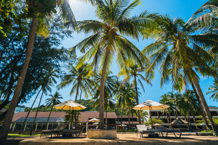 Beach chairs with an umbrella under beautiful coconut palm trees in sunny day . Summer vacation and nature travel adventure concept.の写真素材