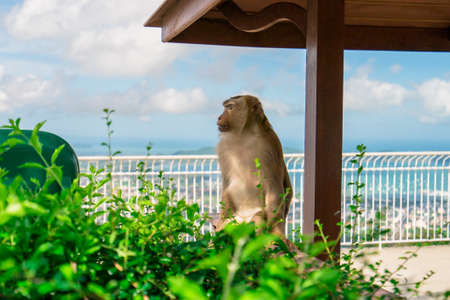 Monkey looks away sitting in a wooden gazeboの写真素材