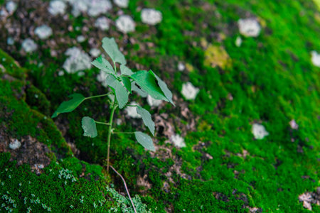 green sprout of a tree growing from stone covered with mossの写真素材