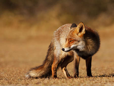 Overlooking Fox