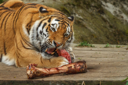 Sumatran Tiger eating a piece of meat. (Panthera tigris altaica)の写真素材