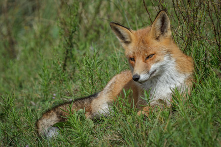 Red fox (Vulpes vulpes) in the grass, South Africa