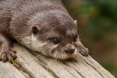 Close up of an Asian small-clawed otter (Lutra lutra)の写真素材