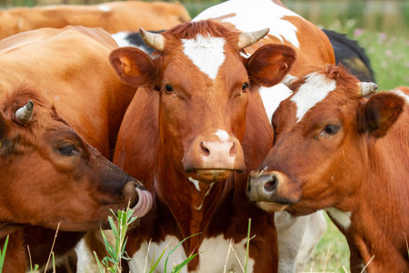 Herd of cows in a meadow on a sunny summer day