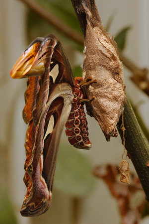 Butterfly of the night-winged moth (Atlas moth)の写真素材