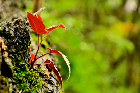 spring budの写真素材