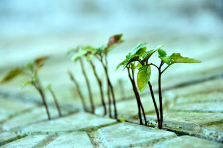 Close up to a plant growing on the ground