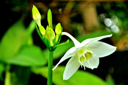 Close up to a blooming white flowerの写真素材