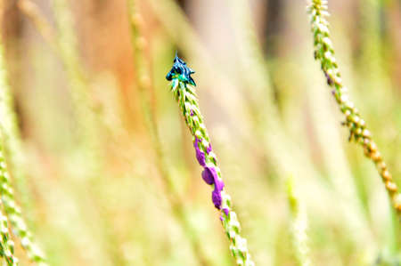 plantsの写真素材