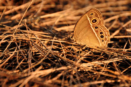 Butterfly and the setting sun