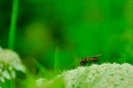 flowers and beeの写真素材