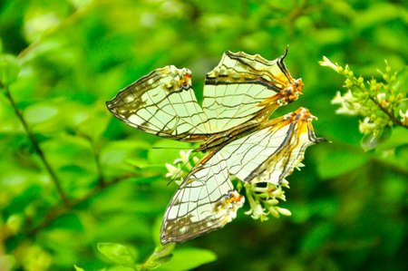 Butterfly with wings on the leavesの写真素材
