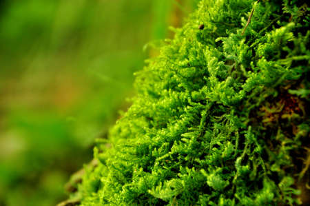 Green mossの写真素材