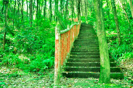 The stone steps in the forestの写真素材