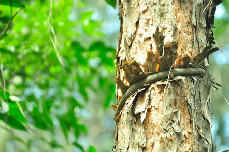 A vine wrapped around a treeの写真素材