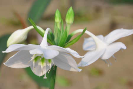 Blooming white flowersの写真素材