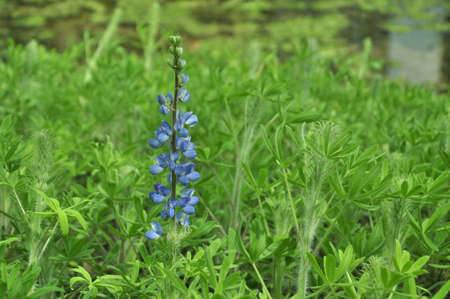 blooming flowers in the springの写真素材