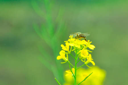 The bee are collecting nectar from the flowersの写真素材
