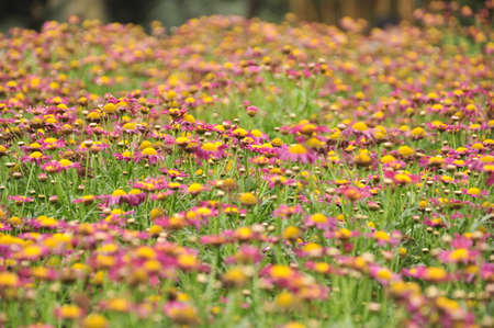 A huge mass of flowers blooming in the spring sunの写真素材