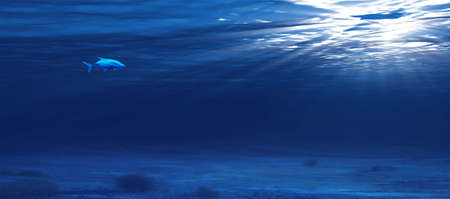 a fish in the oceanの写真素材