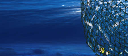 had a group of fish in a netの写真素材