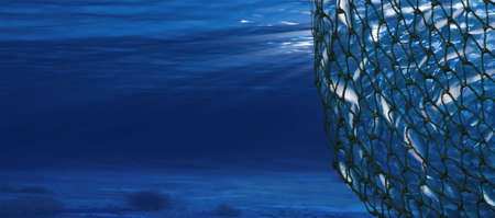 had a group of fish in a netの写真素材