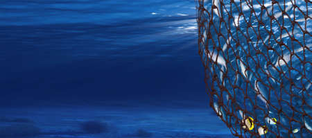 had a group of fish in a netの写真素材