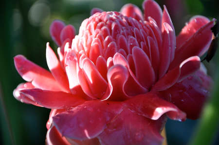 the blooming Etlingera elatio facing the sunlightの写真素材