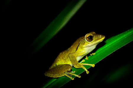 a Frogs on the leavesの写真素材