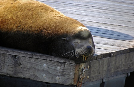 Drooling Sea lion                         のeditorial素材