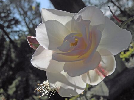 Flowerの写真素材